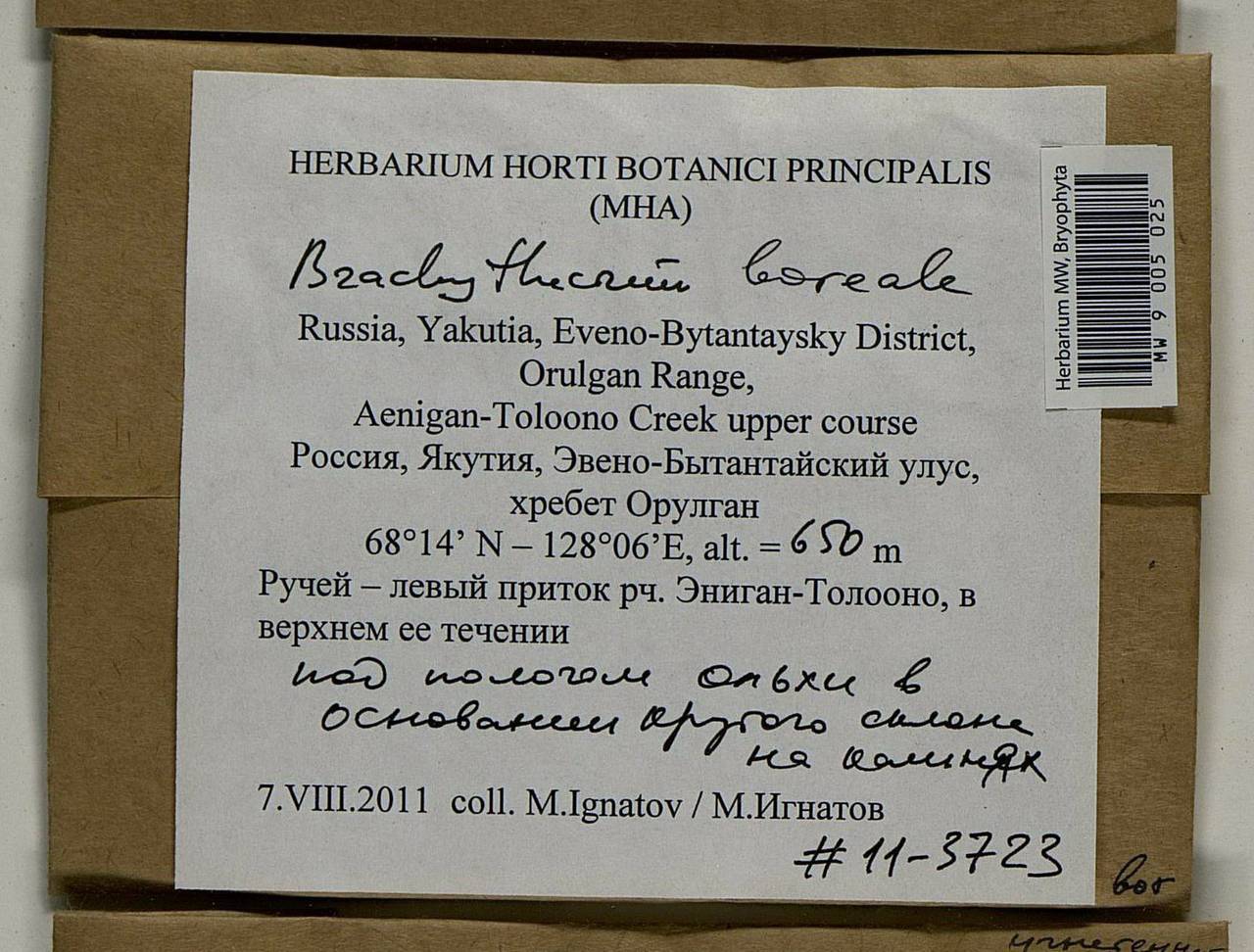 Brachythecium boreale Ignatov, Bryophytes, Bryophytes - Yakutia (B19) (Russia)