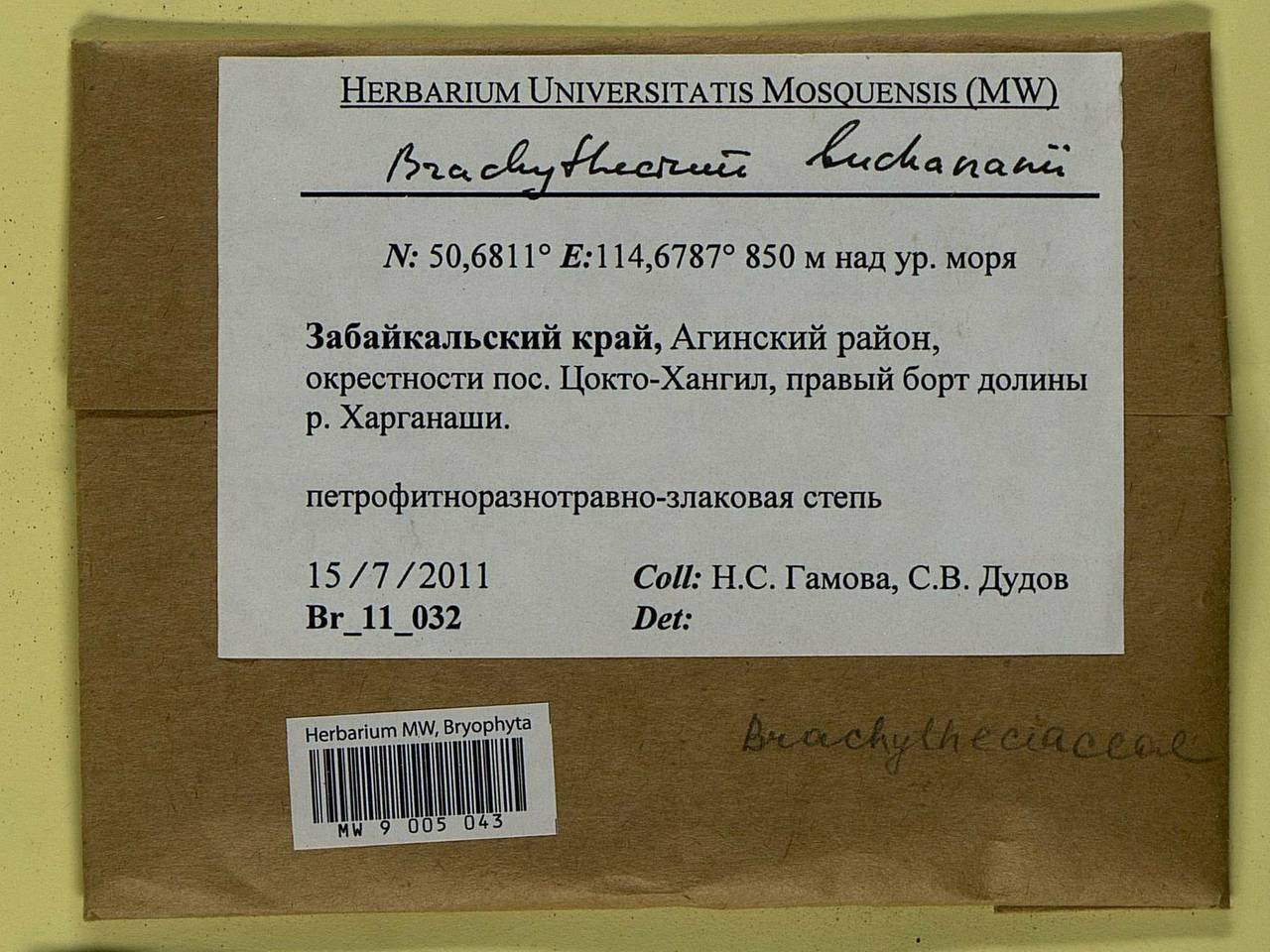 Brachythecium buchananii (Hook.) A. Jaeger, Bryophytes, Bryophytes - Baikal & Transbaikal regions (B18) (Russia)