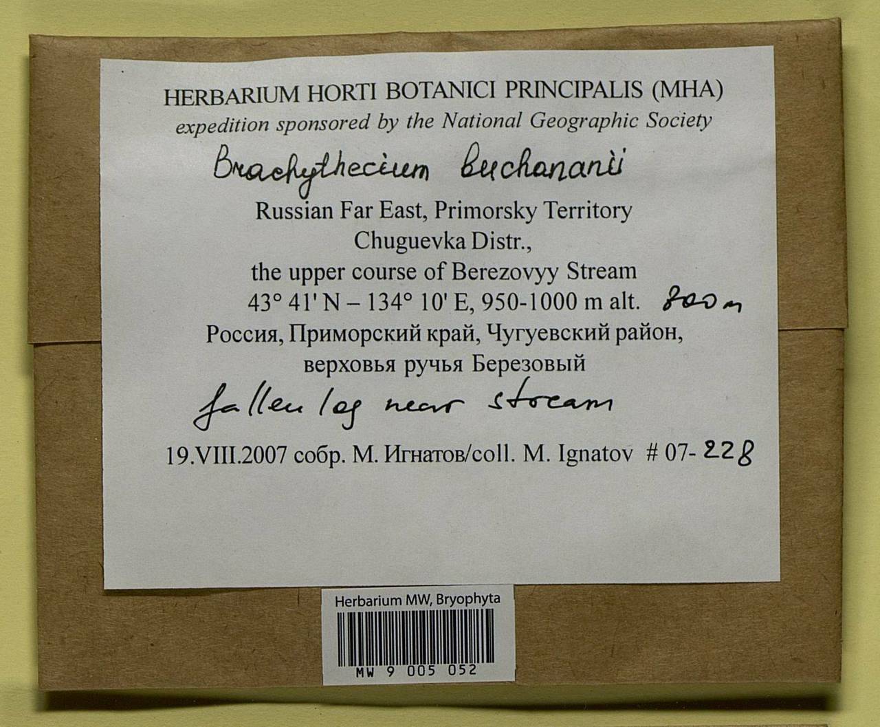 Brachythecium buchananii (Hook.) A. Jaeger, Bryophytes, Bryophytes - Russian Far East (excl. Chukotka & Kamchatka) (B20) (Russia)