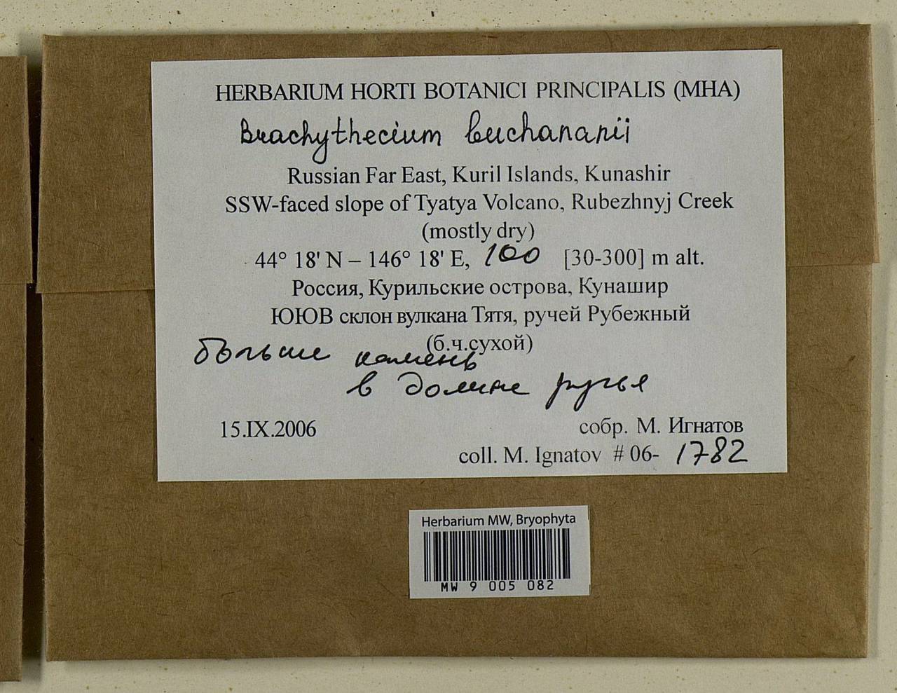 Brachythecium buchananii (Hook.) A. Jaeger, Bryophytes, Bryophytes - Russian Far East (excl. Chukotka & Kamchatka) (B20) (Russia)