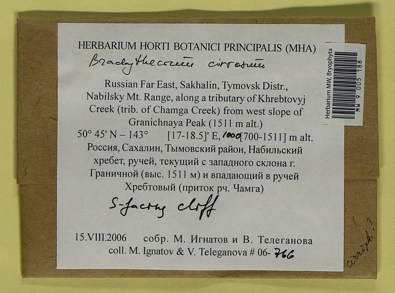 Brachythecium cirrosum (Schwägr.) Schimp., Bryophytes, Bryophytes - Russian Far East (excl. Chukotka & Kamchatka) (B20) (Russia)