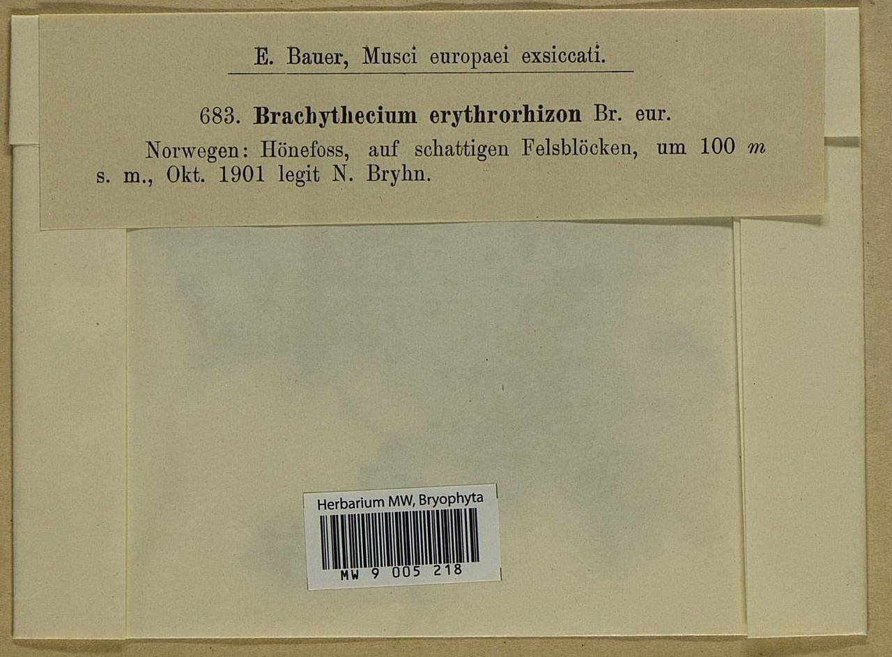 Brachythecium erythrorrhizon Schimp., Bryophytes, Bryophytes - Western Europe (BEu) (Norway)