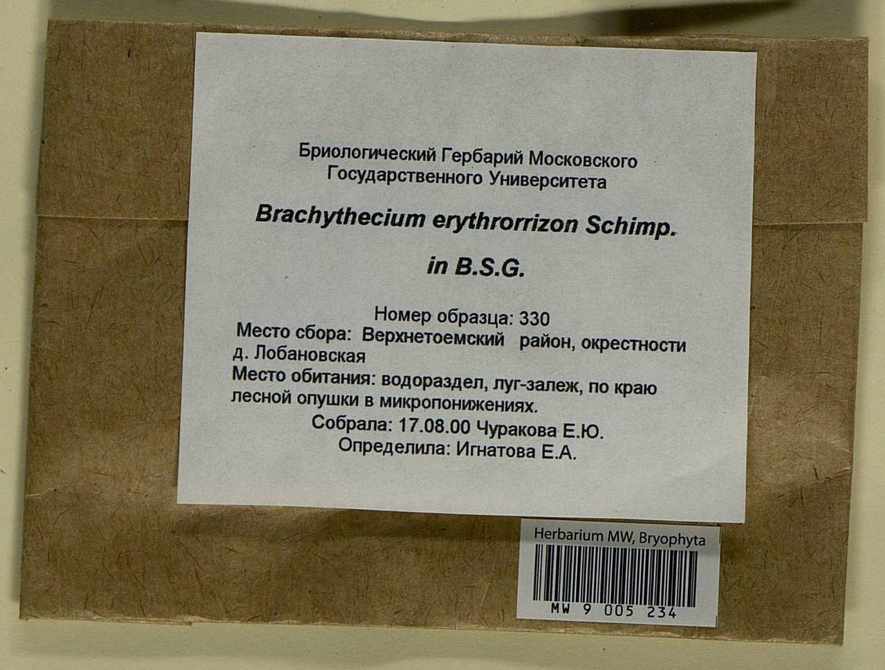 Brachythecium erythrorrhizon Schimp., Bryophytes, Bryophytes - European North East (B7) (Russia)