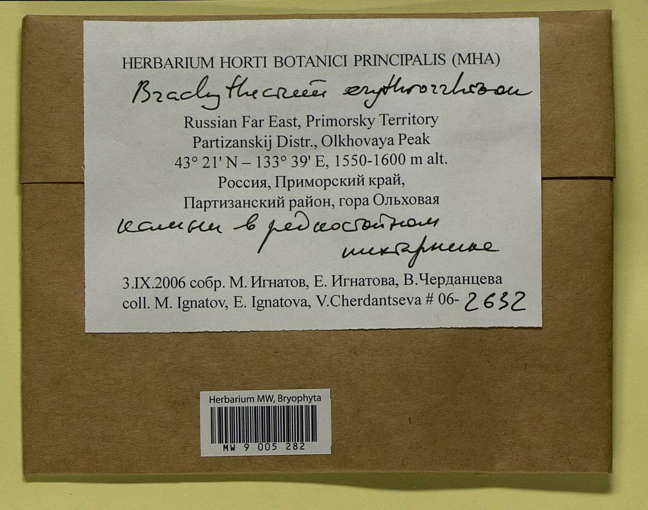 Brachythecium erythrorrhizon Schimp., Bryophytes, Bryophytes - Russian Far East (excl. Chukotka & Kamchatka) (B20) (Russia)