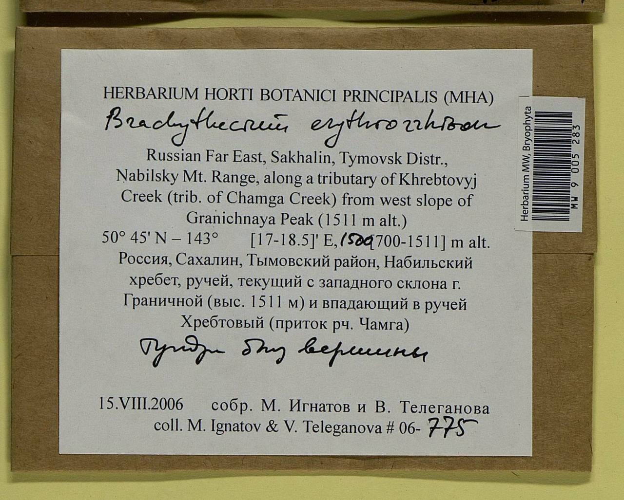 Brachythecium erythrorrhizon Schimp., Bryophytes, Bryophytes - Russian Far East (excl. Chukotka & Kamchatka) (B20) (Russia)