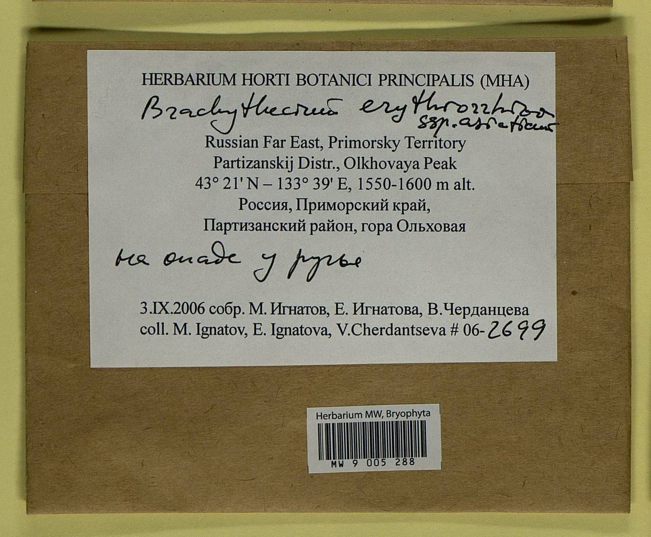 Brachythecium erythrorrhizon Schimp., Bryophytes, Bryophytes - Russian Far East (excl. Chukotka & Kamchatka) (B20) (Russia)