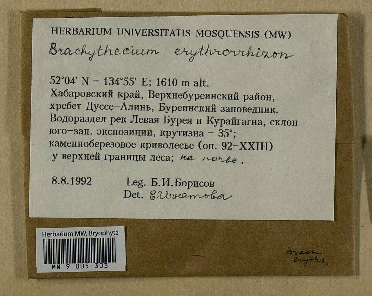 Brachythecium erythrorrhizon Schimp., Bryophytes, Bryophytes - Russian Far East (excl. Chukotka & Kamchatka) (B20) (Russia)