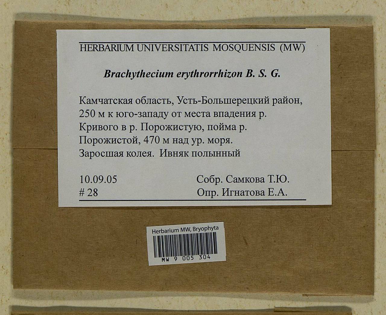 Brachythecium erythrorrhizon Schimp., Bryophytes, Bryophytes - Chukotka & Kamchatka (B21) (Russia)