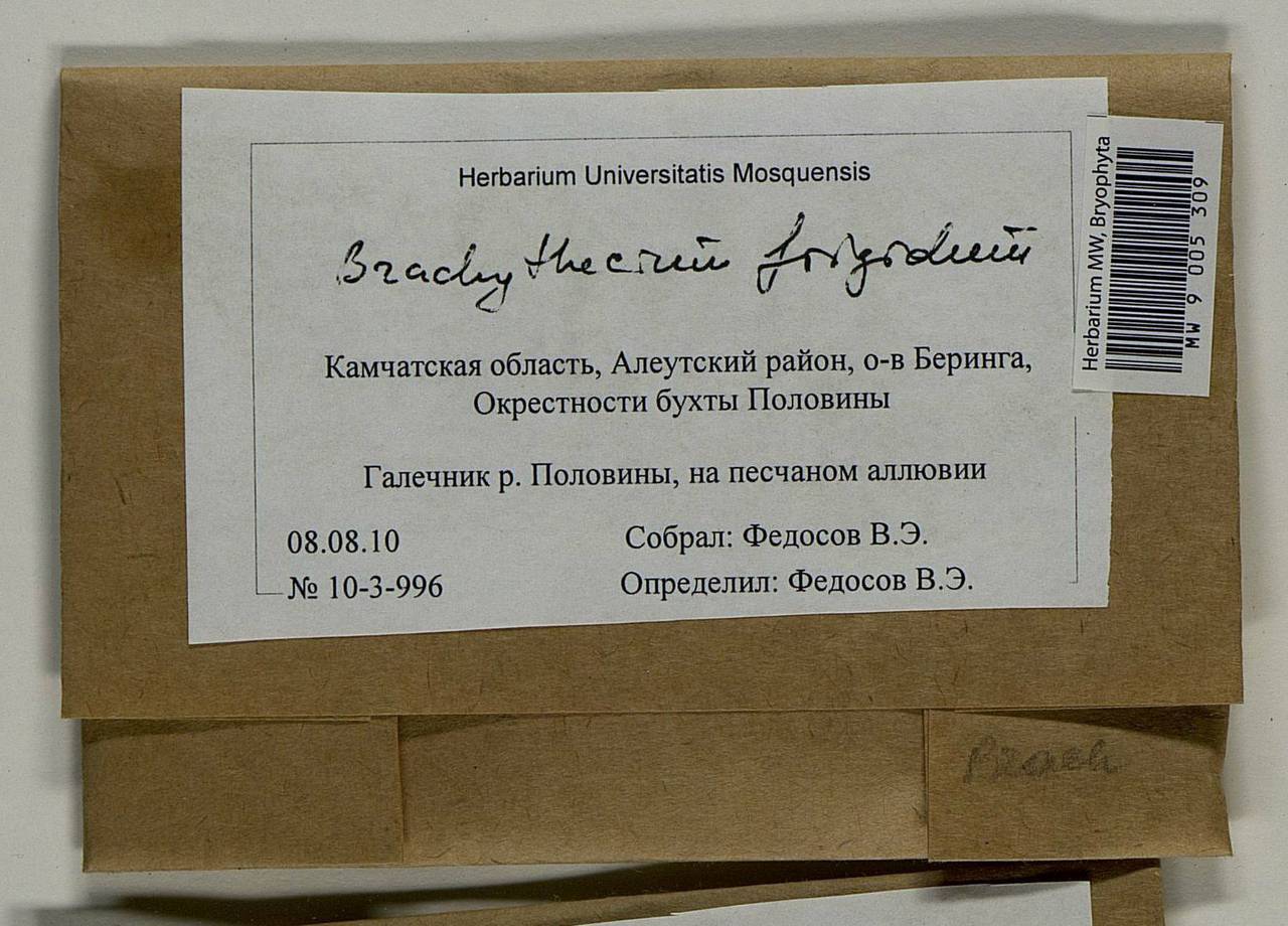 Brachythecium frigidum (Müll. Hal.) Besch., Bryophytes, Bryophytes - Chukotka & Kamchatka (B21) (Russia)