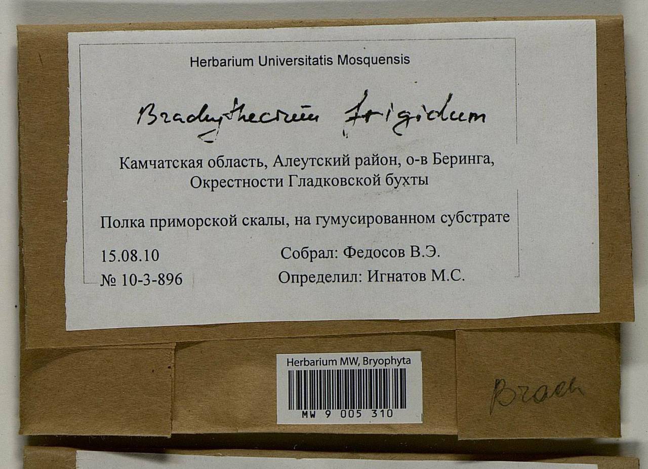 Brachythecium frigidum (Müll. Hal.) Besch., Bryophytes, Bryophytes - Chukotka & Kamchatka (B21) (Russia)