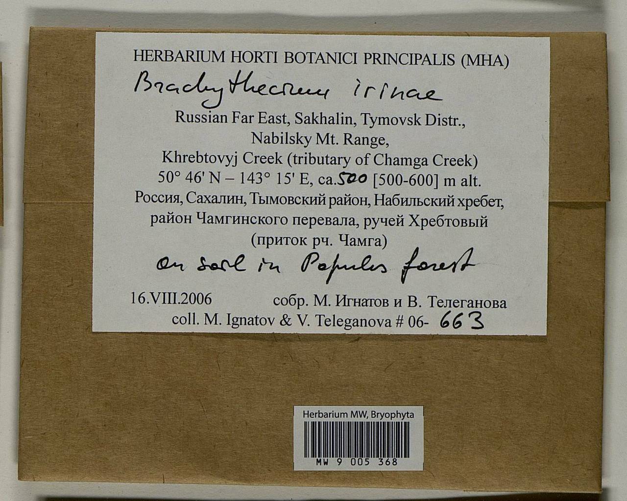 Brachythecium irinae Ignatov, Bryophytes, Bryophytes - Russian Far East (excl. Chukotka & Kamchatka) (B20) (Russia)