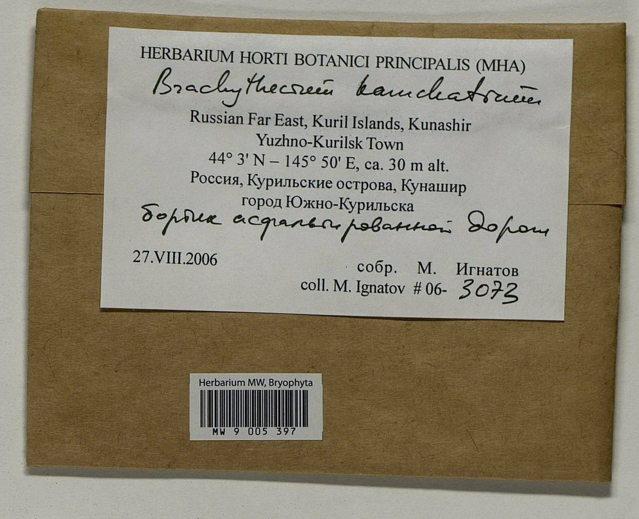 Brachythecium salebrosum (Hoffm. ex F. Weber & D. Mohr) Schimp., Bryophytes, Bryophytes - Russian Far East (excl. Chukotka & Kamchatka) (B20) (Russia)