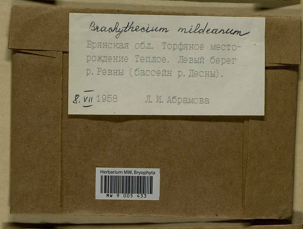 Brachythecium mildeanum (Schimp.) Schimp. ex Milde, Bryophytes, Bryophytes - Middle Russia (B6) (Russia)