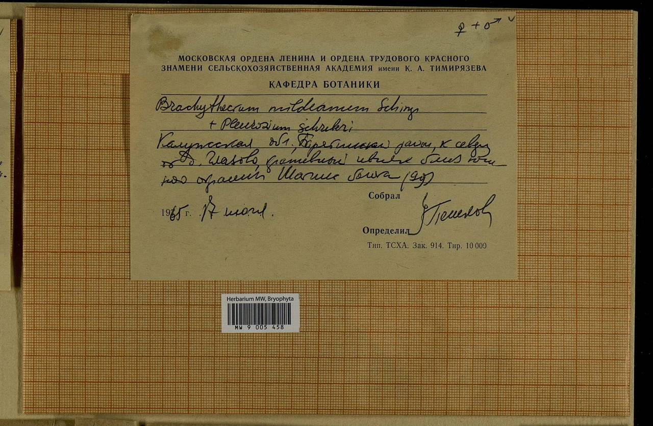 Brachythecium mildeanum (Schimp.) Schimp. ex Milde, Bryophytes, Bryophytes - Middle Russia (B6) (Russia)