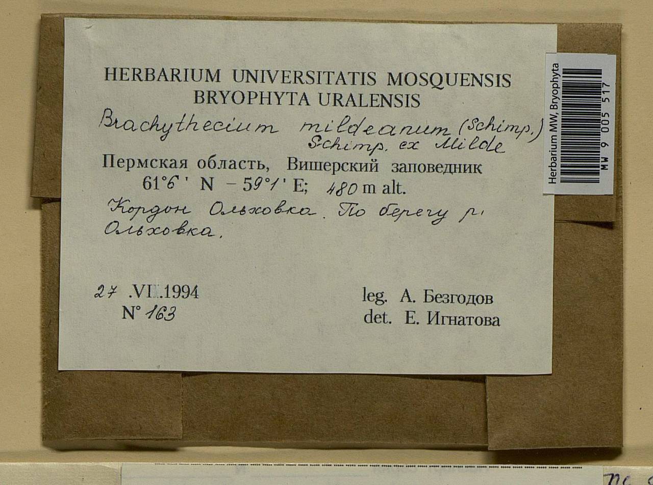 Brachythecium mildeanum (Schimp.) Schimp. ex Milde, Bryophytes, Bryophytes - Permsky Krai, Udmurt Republic, Sverdlovsk & Kirov Oblasts (B8) (Russia)