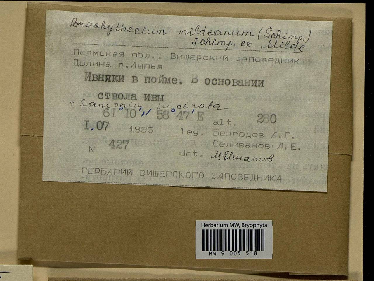 Brachythecium mildeanum (Schimp.) Schimp. ex Milde, Bryophytes, Bryophytes - Permsky Krai, Udmurt Republic, Sverdlovsk & Kirov Oblasts (B8) (Russia)