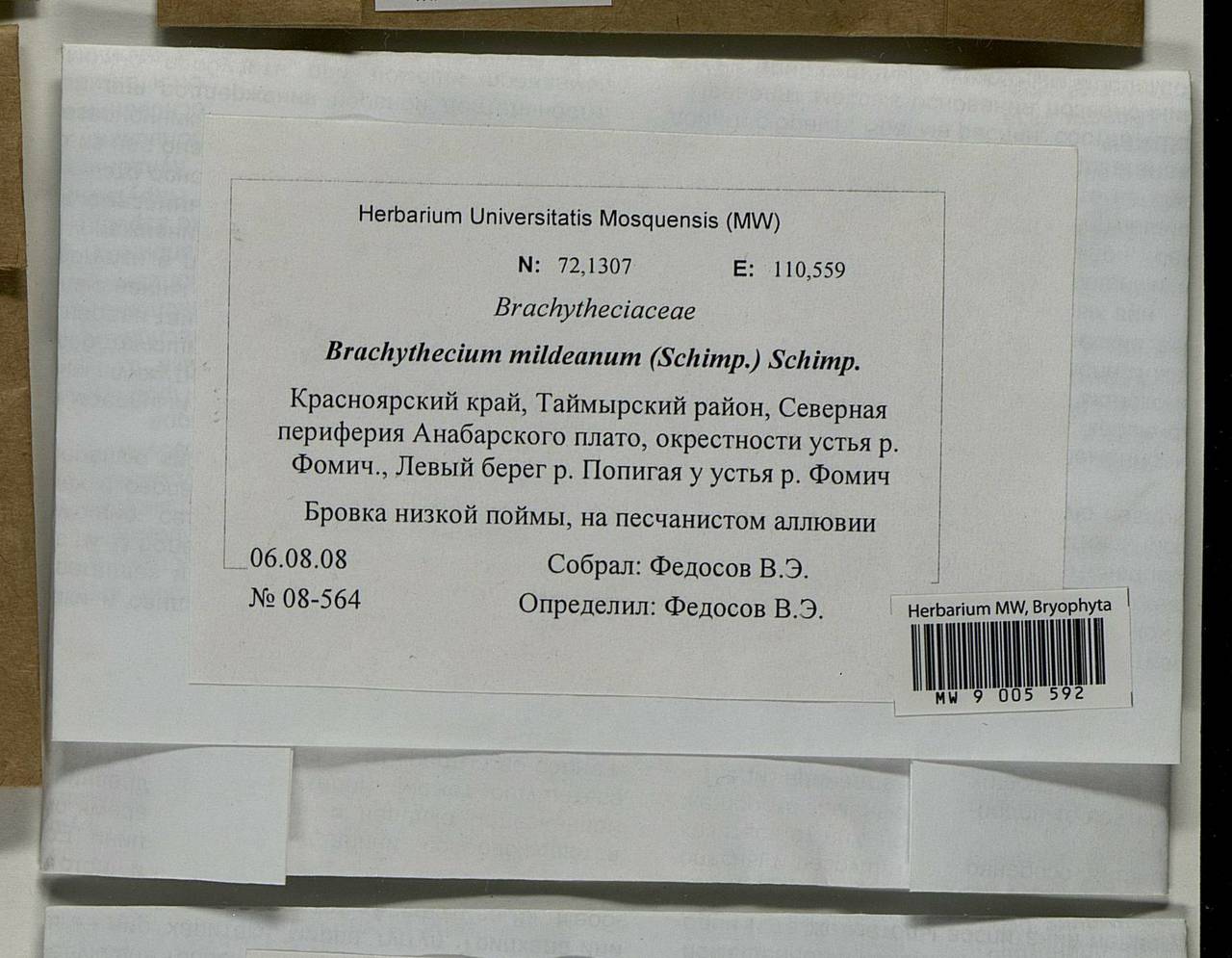 Brachythecium mildeanum (Schimp.) Schimp. ex Milde, Bryophytes, Bryophytes - Krasnoyarsk Krai, Tyva & Khakassia (B17) (Russia)