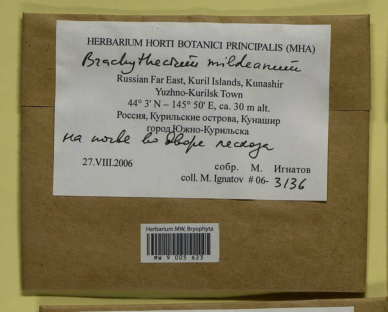 Brachythecium mildeanum (Schimp.) Schimp. ex Milde, Bryophytes, Bryophytes - Russian Far East (excl. Chukotka & Kamchatka) (B20) (Russia)