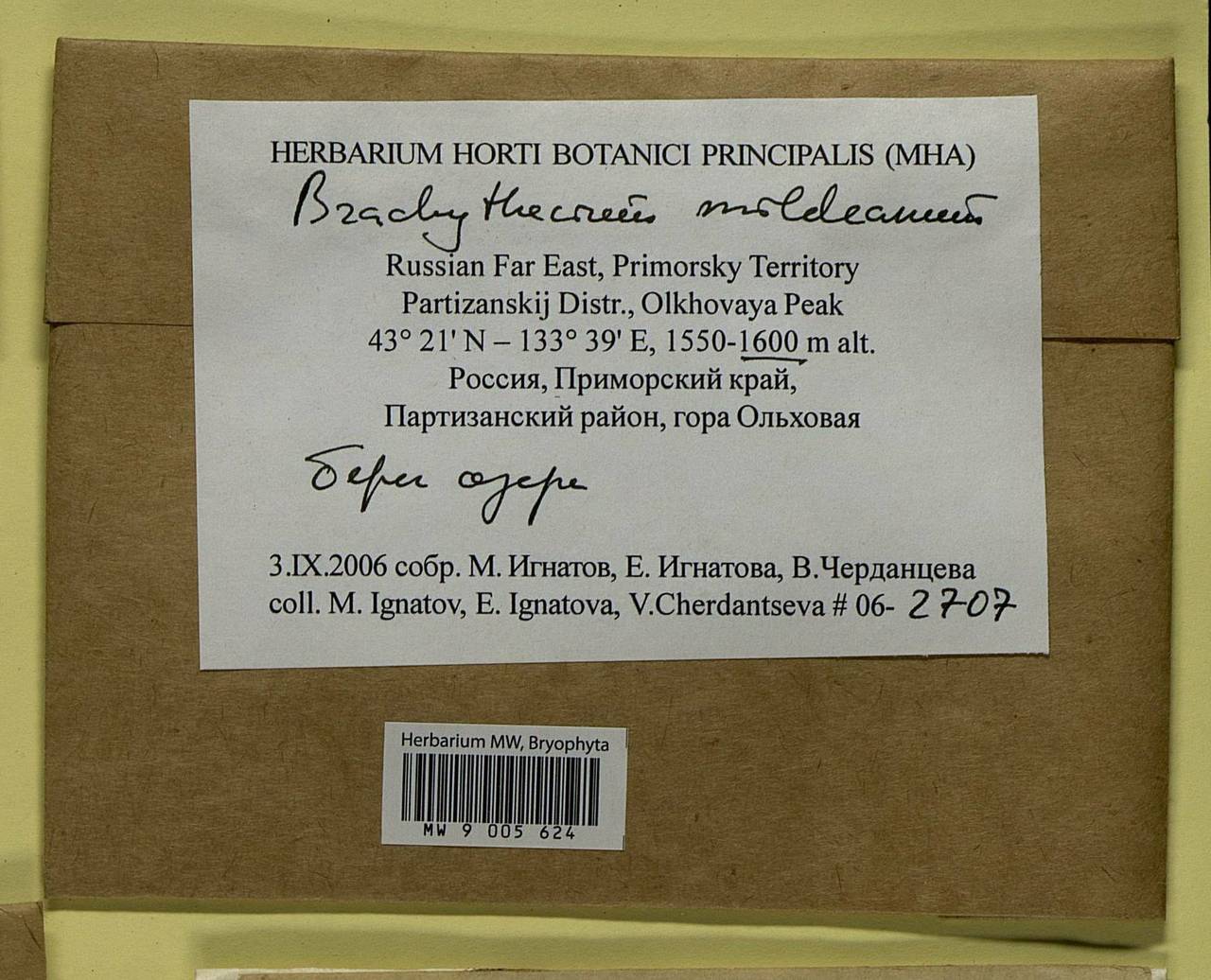 Brachythecium mildeanum (Schimp.) Schimp. ex Milde, Bryophytes, Bryophytes - Russian Far East (excl. Chukotka & Kamchatka) (B20) (Russia)