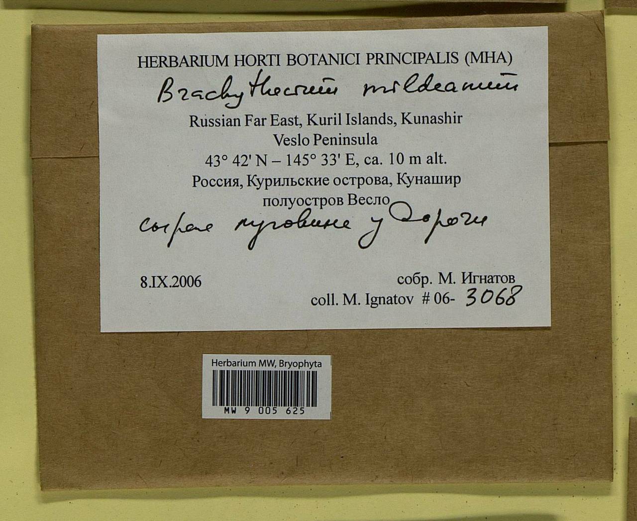 Brachythecium mildeanum (Schimp.) Schimp. ex Milde, Bryophytes, Bryophytes - Russian Far East (excl. Chukotka & Kamchatka) (B20) (Russia)