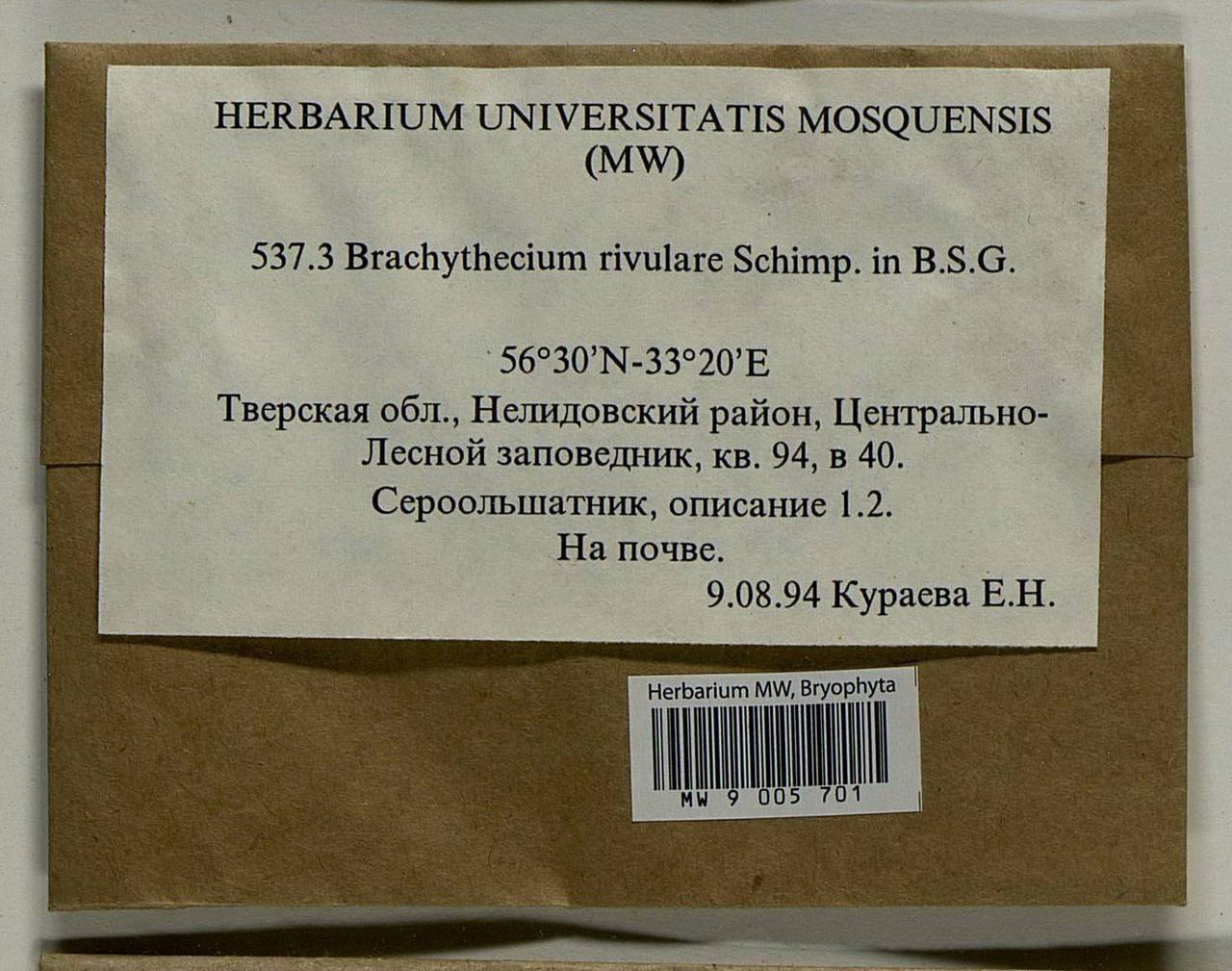 Brachythecium rivulare Schimp., Bryophytes, Bryophytes - Middle Russia (B6) (Russia)