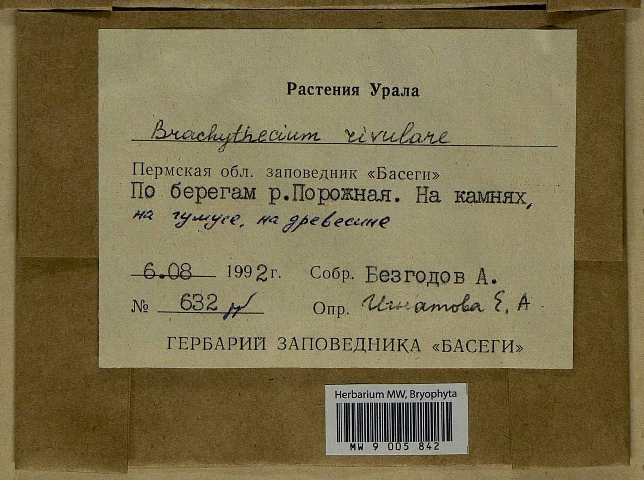 Brachythecium rivulare Schimp., Bryophytes, Bryophytes - Permsky Krai, Udmurt Republic, Sverdlovsk & Kirov Oblasts (B8) (Russia)