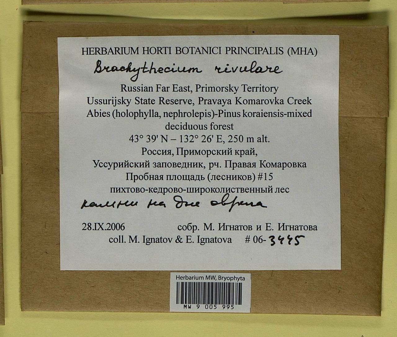 Brachythecium rivulare Schimp., Bryophytes, Bryophytes - Russian Far East (excl. Chukotka & Kamchatka) (B20) (Russia)