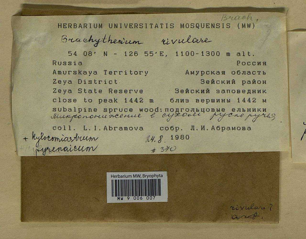 Brachythecium rivulare Schimp., Bryophytes, Bryophytes - Russian Far East (excl. Chukotka & Kamchatka) (B20) (Russia)