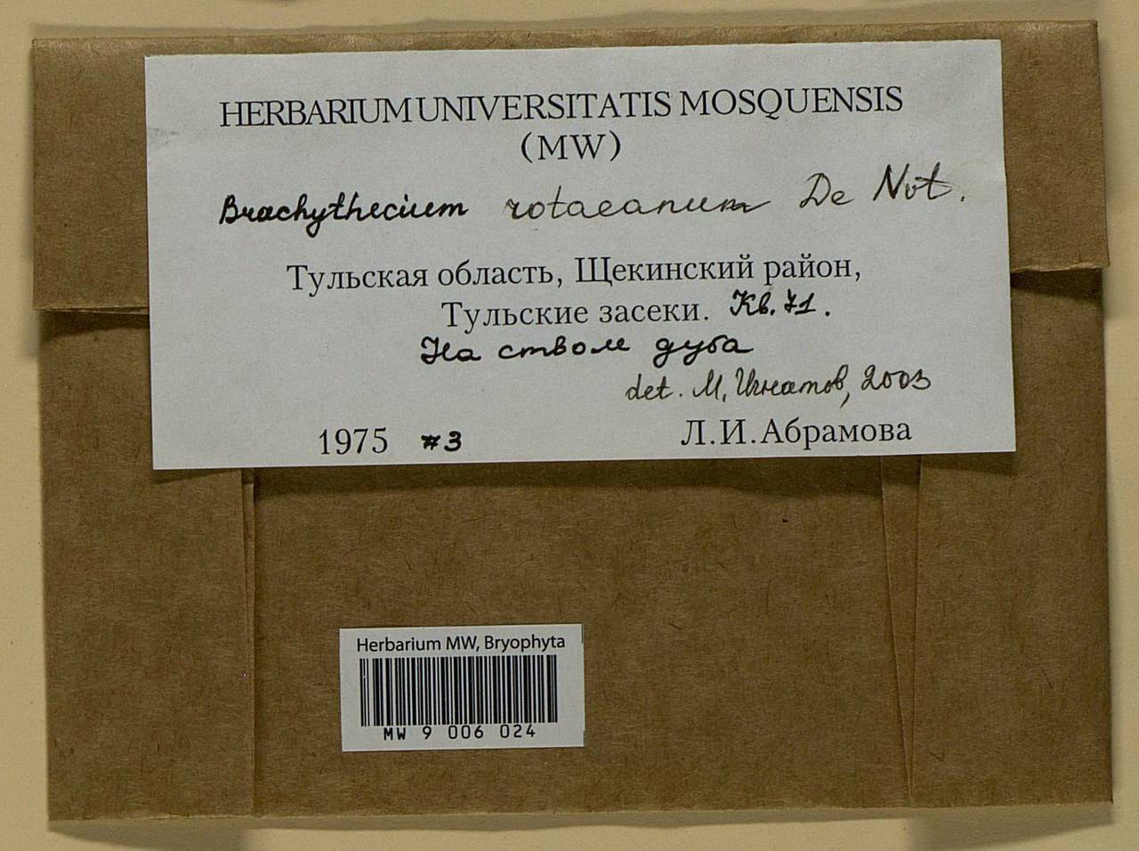 Brachythecium capillaceum (F. Weber & D. Mohr) Giacom., Bryophytes, Bryophytes - Middle Russia (B6) (Russia)