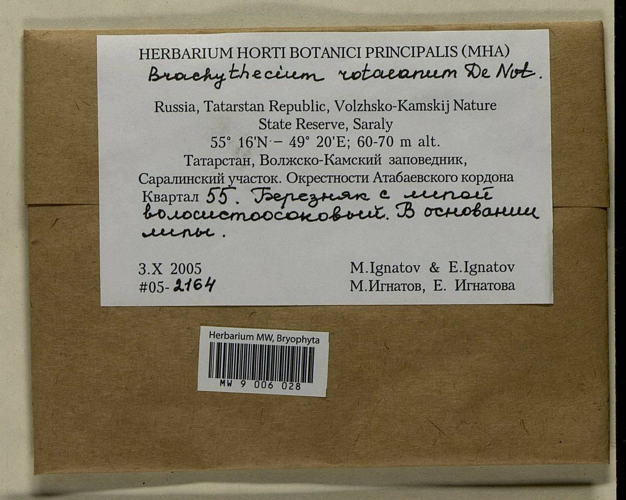 Brachythecium capillaceum (F. Weber & D. Mohr) Giacom., Bryophytes, Bryophytes - Middle Volga (B9) (Russia)