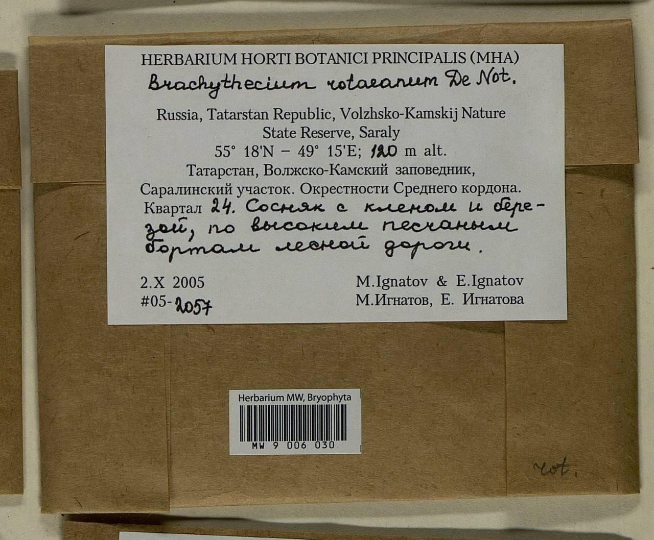 Brachythecium capillaceum (F. Weber & D. Mohr) Giacom., Bryophytes, Bryophytes - Middle Volga (B9) (Russia)