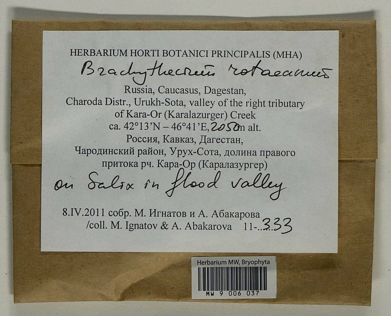 Brachythecium capillaceum (F. Weber & D. Mohr) Giacom., Bryophytes, Bryophytes - North Caucasus & Ciscaucasia (B12) (Russia)