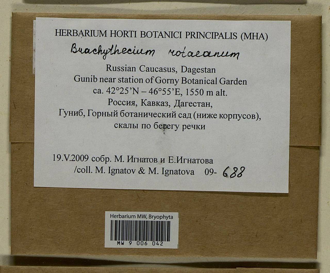 Brachythecium capillaceum (F. Weber & D. Mohr) Giacom., Bryophytes, Bryophytes - North Caucasus & Ciscaucasia (B12) (Russia)