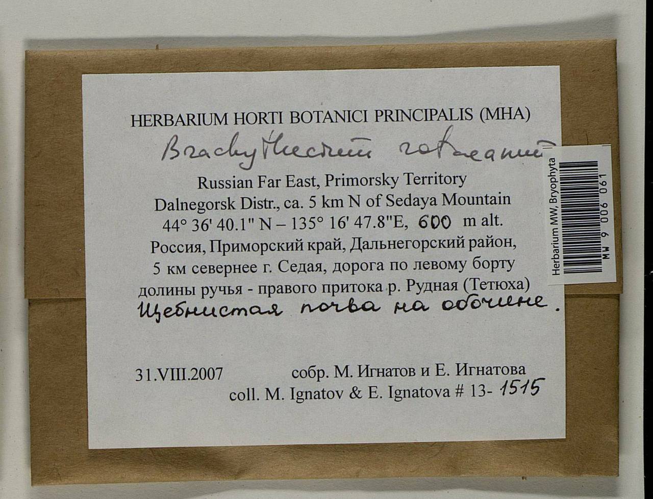 Brachythecium capillaceum (F. Weber & D. Mohr) Giacom., Bryophytes, Bryophytes - Russian Far East (excl. Chukotka & Kamchatka) (B20) (Russia)