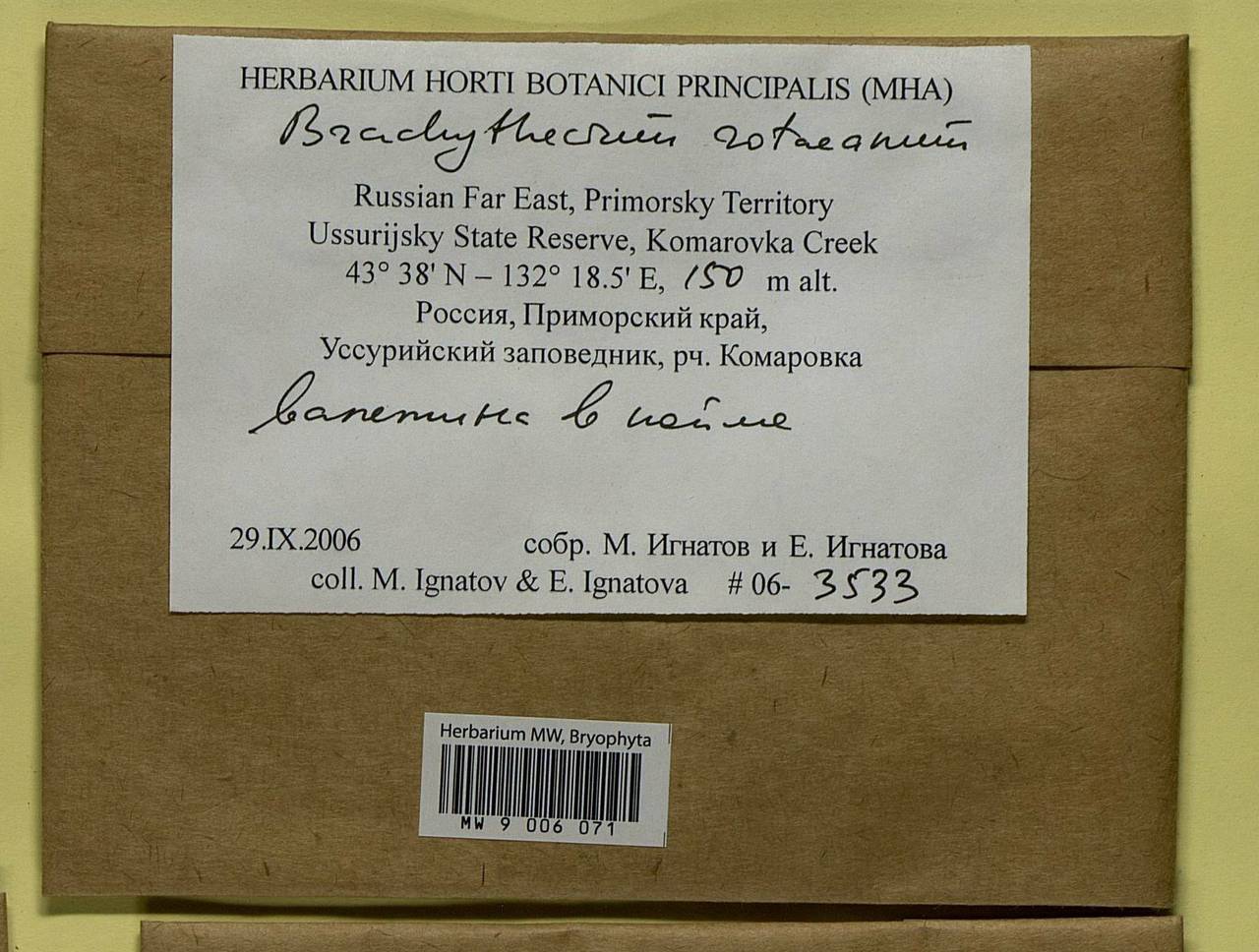 Brachythecium capillaceum (F. Weber & D. Mohr) Giacom., Bryophytes, Bryophytes - Russian Far East (excl. Chukotka & Kamchatka) (B20) (Russia)