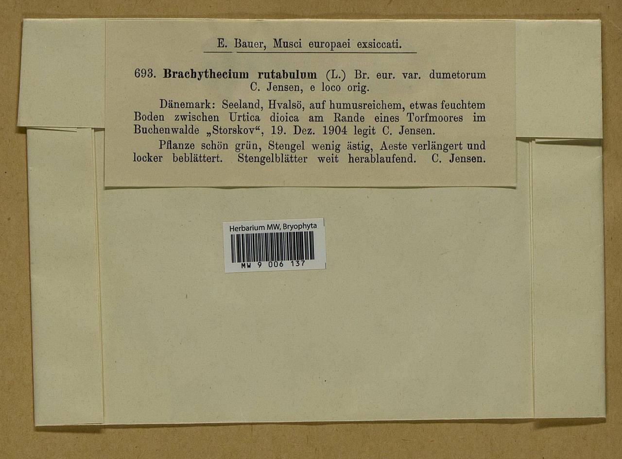 Brachythecium rutabulum (Hedw.) Schimp., Bryophytes, Bryophytes - Western Europe (BEu) (Denmark)