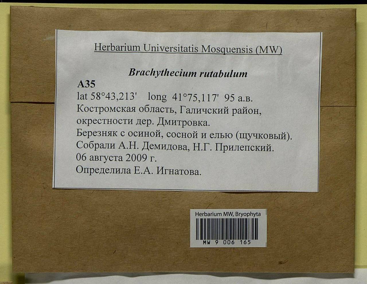 Brachythecium rutabulum (Hedw.) Schimp., Bryophytes, Bryophytes - Middle Russia (B6) (Russia)
