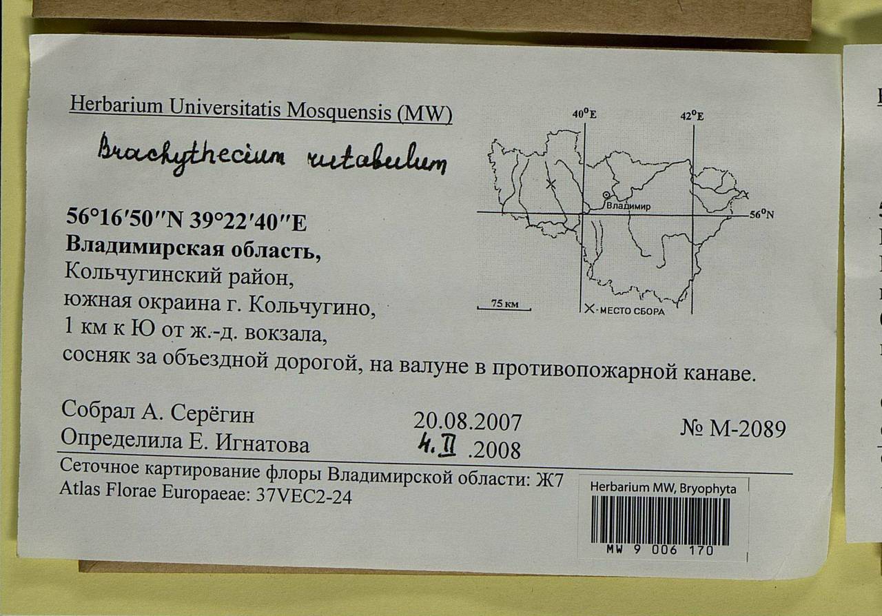 Brachythecium rutabulum (Hedw.) Schimp., Bryophytes, Bryophytes - Middle Russia (B6) (Russia)