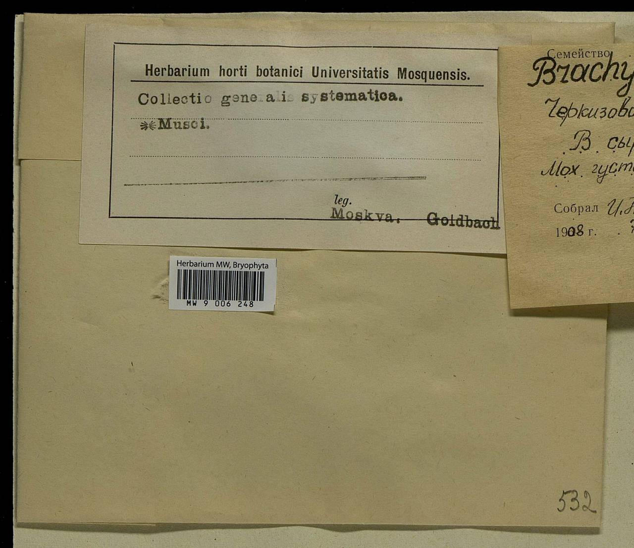 Brachythecium rutabulum (Hedw.) Schimp., Bryophytes, Bryophytes - Moscow City & Moscow Oblast (B6a) (Russia)