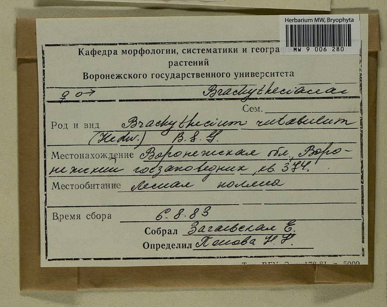 Brachythecium rutabulum (Hedw.) Schimp., Bryophytes, Bryophytes - Central forest-and-steppe region (B10) (Russia)