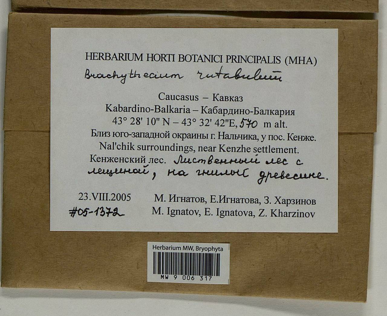 Brachythecium rutabulum (Hedw.) Schimp., Bryophytes, Bryophytes - North Caucasus & Ciscaucasia (B12) (Russia)