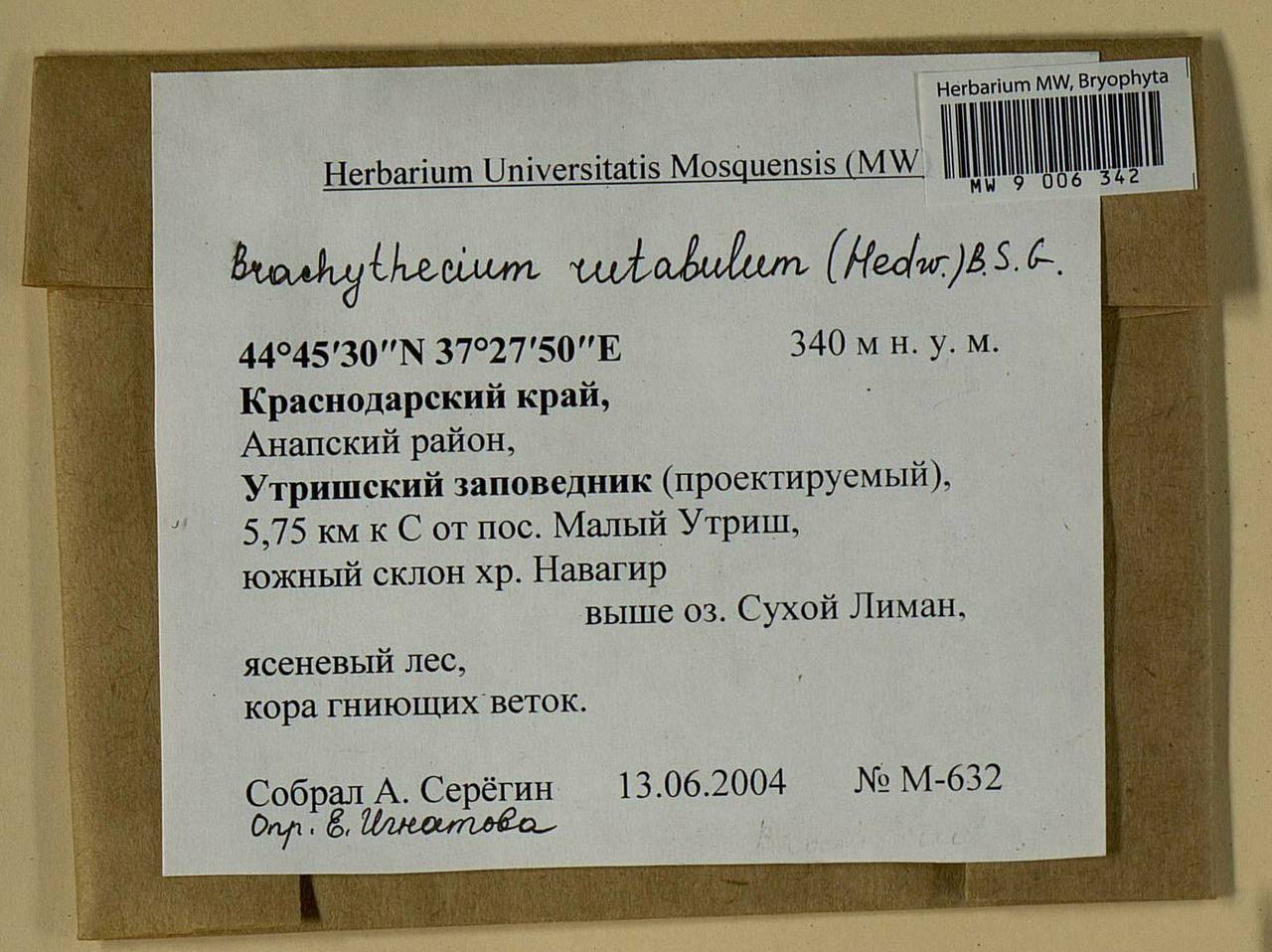 Brachythecium rutabulum (Hedw.) Schimp., Bryophytes, Bryophytes - North Caucasus & Ciscaucasia (B12) (Russia)