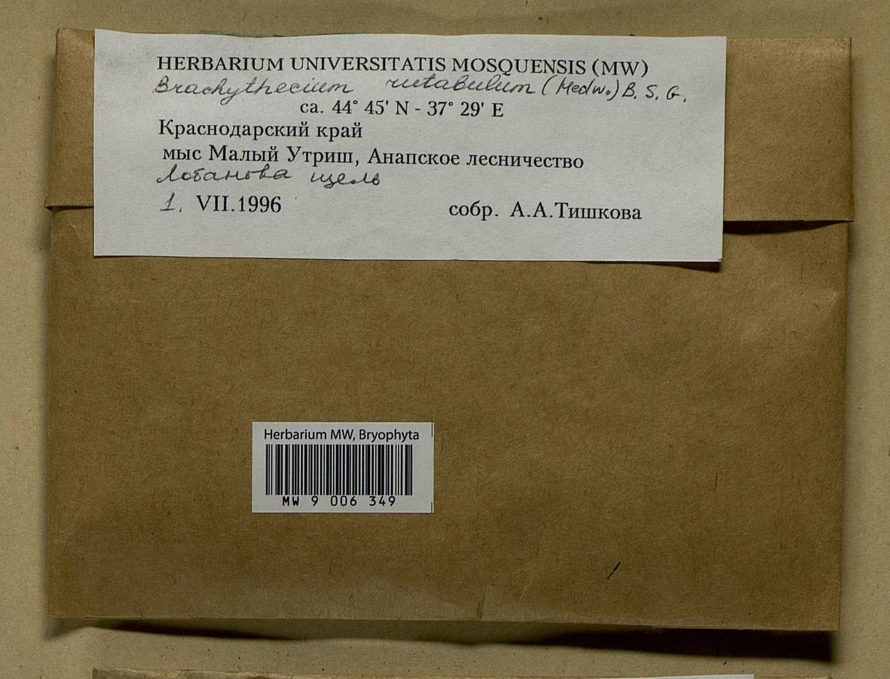 Brachythecium rutabulum (Hedw.) Schimp., Bryophytes, Bryophytes - North Caucasus & Ciscaucasia (B12) (Russia)