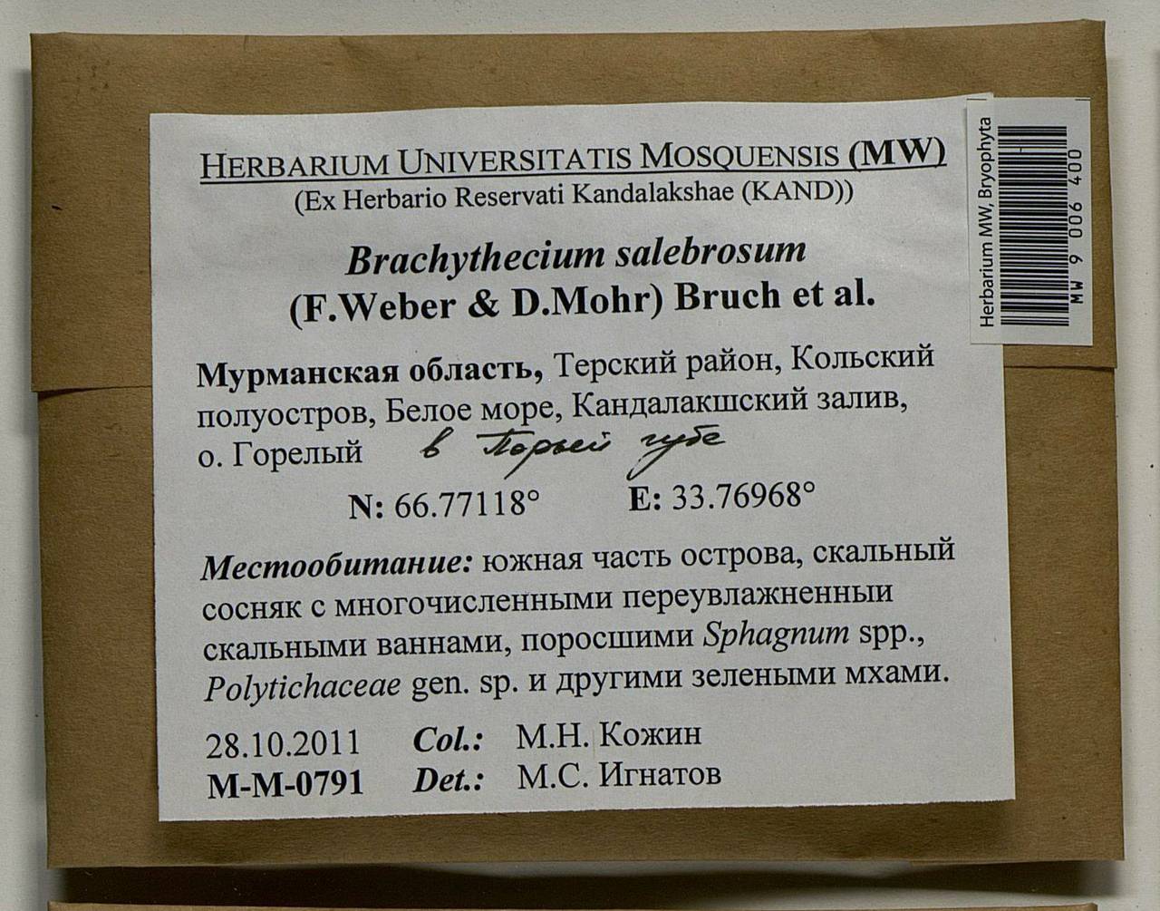 Brachythecium salebrosum (Hoffm. ex F. Weber & D. Mohr) Schimp., Bryophytes, Bryophytes - Karelia, Leningrad & Murmansk Oblasts (B4) (Russia)