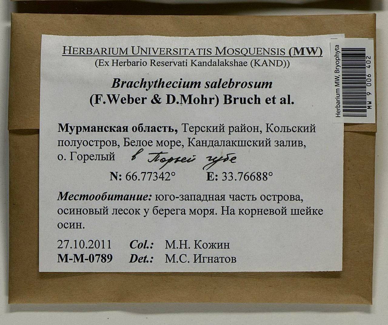 Brachythecium salebrosum (Hoffm. ex F. Weber & D. Mohr) Schimp., Bryophytes, Bryophytes - Karelia, Leningrad & Murmansk Oblasts (B4) (Russia)