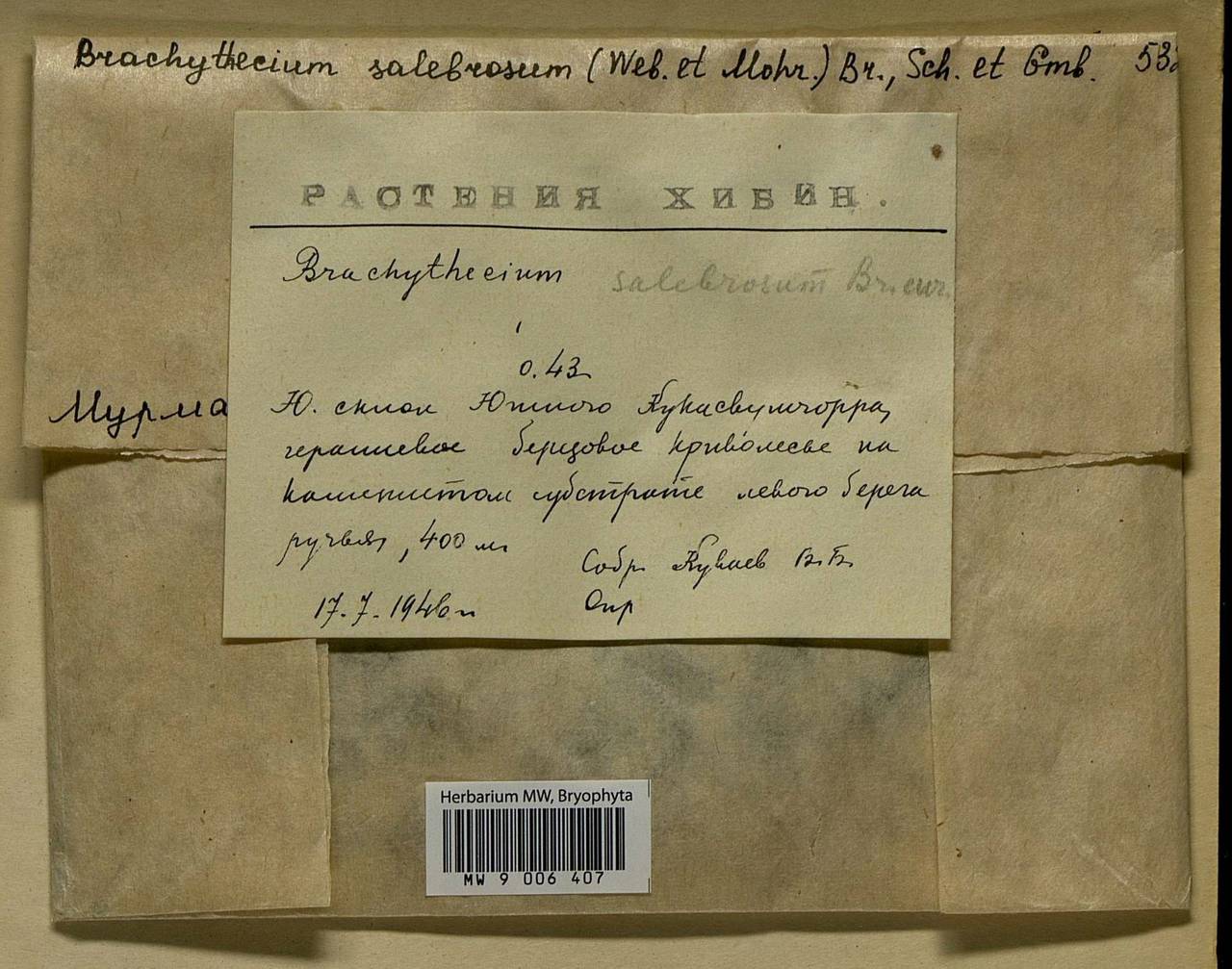 Brachythecium salebrosum (Hoffm. ex F. Weber & D. Mohr) Schimp., Bryophytes, Bryophytes - Karelia, Leningrad & Murmansk Oblasts (B4) (Russia)