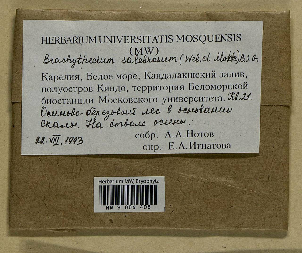 Brachythecium salebrosum (Hoffm. ex F. Weber & D. Mohr) Schimp., Bryophytes, Bryophytes - Karelia, Leningrad & Murmansk Oblasts (B4) (Russia)