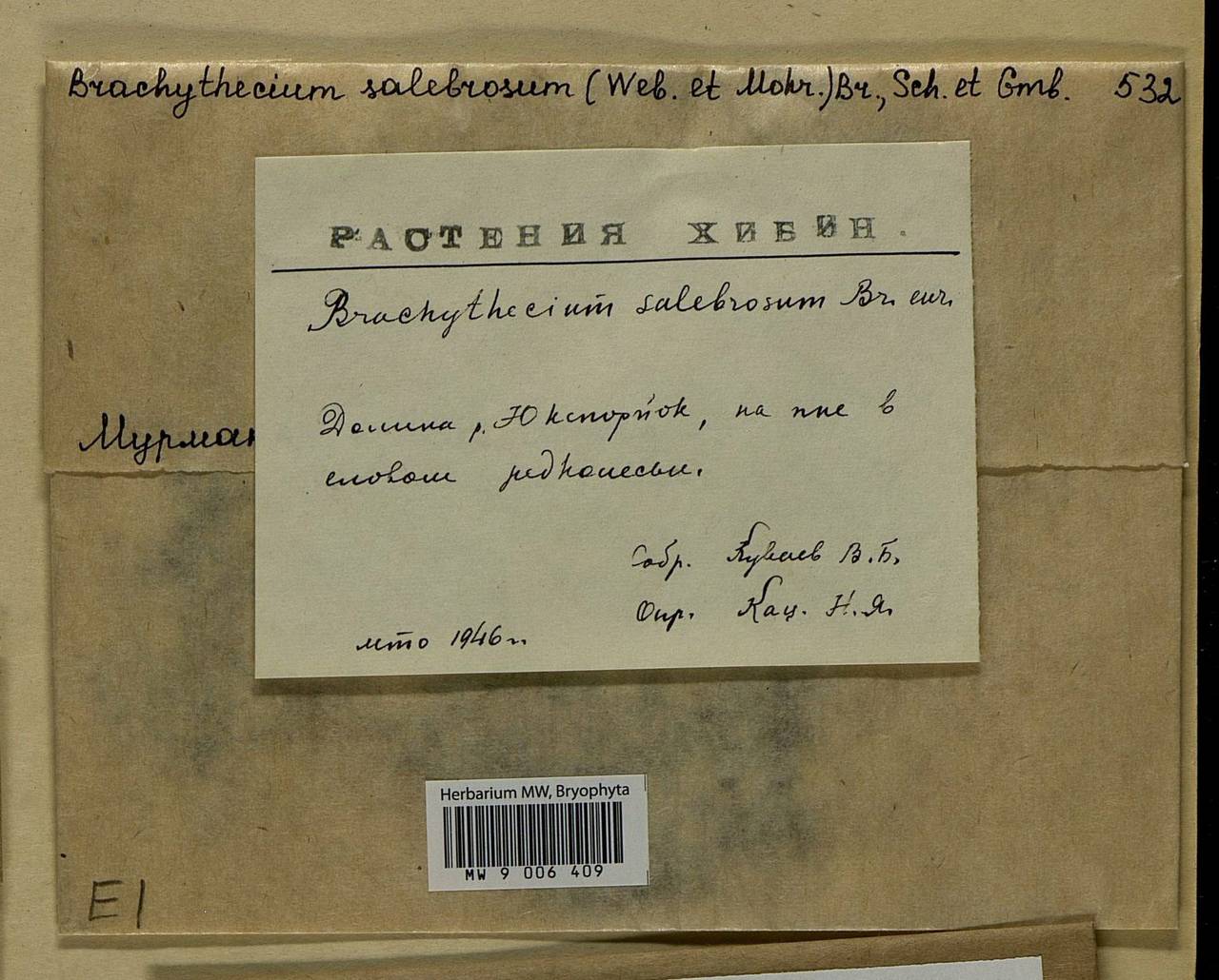 Brachythecium salebrosum (Hoffm. ex F. Weber & D. Mohr) Schimp., Bryophytes, Bryophytes - Karelia, Leningrad & Murmansk Oblasts (B4) (Russia)