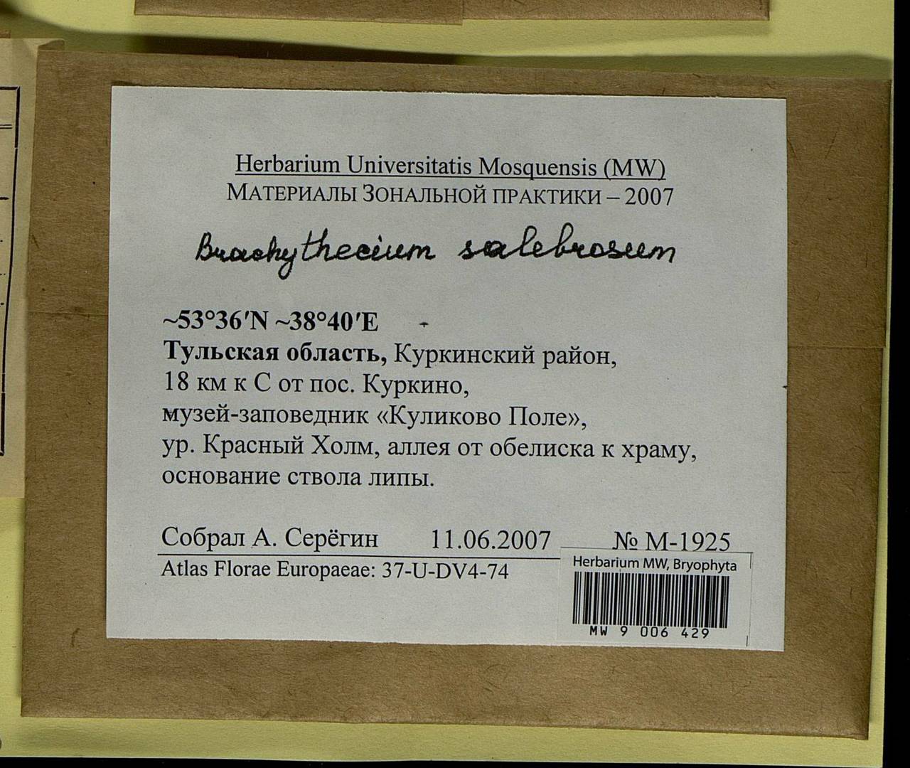 Brachythecium salebrosum (Hoffm. ex F. Weber & D. Mohr) Schimp., Bryophytes, Bryophytes - Middle Russia (B6) (Russia)