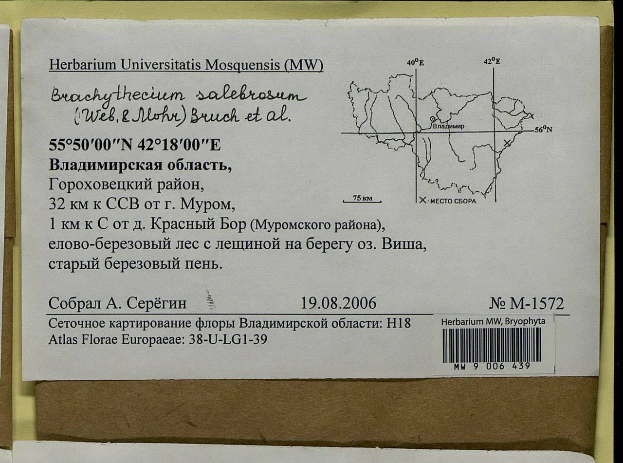 Brachythecium salebrosum (Hoffm. ex F. Weber & D. Mohr) Schimp., Bryophytes, Bryophytes - Middle Russia (B6) (Russia)